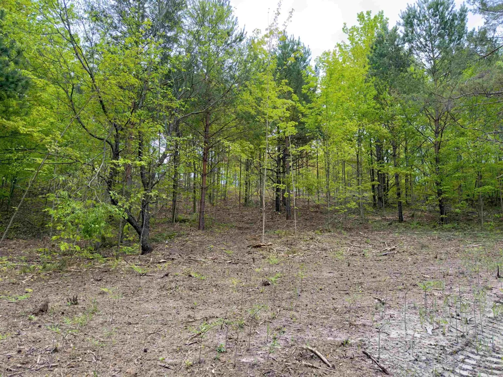 3779 Scholl Road Mancelona Township, MI 49659