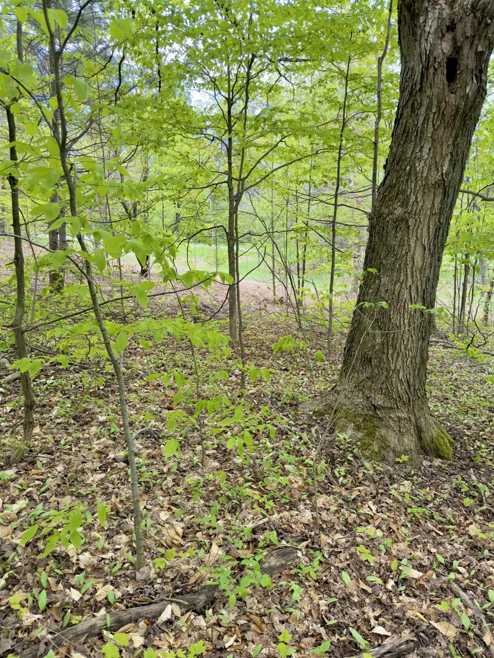 3779 Scholl Road Mancelona Township, MI 49659