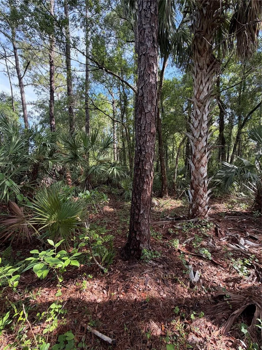 1340 JAYCE CT Geneva, FL 32732