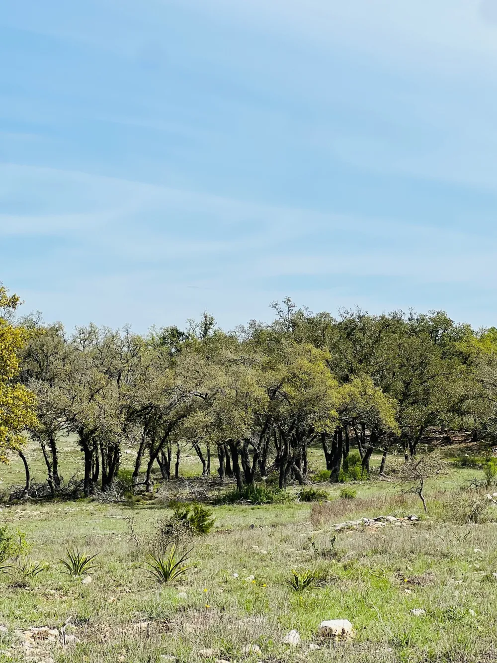 8 W Flying Owl Drive Johnson City, TX 78636