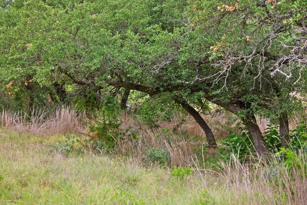 292 Scenic Hills Court Blanco, TX 78606