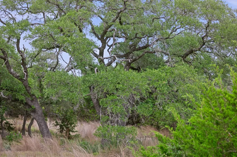 292 Scenic Hills Court Blanco, TX 78606