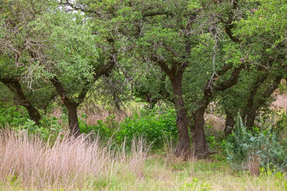 292 Scenic Hills Court Blanco, TX 78606