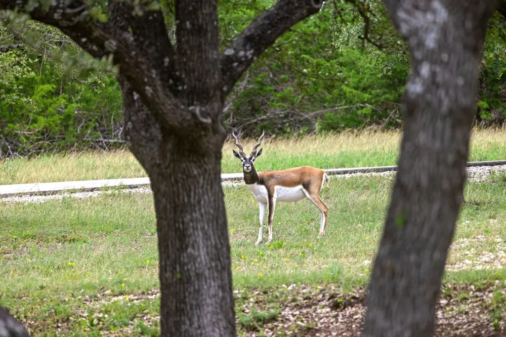 292 Scenic Hills Court Blanco, TX 78606