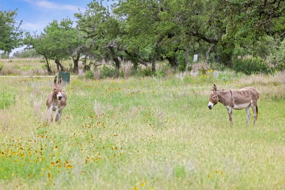 292 Scenic Hills Court Blanco, TX 78606