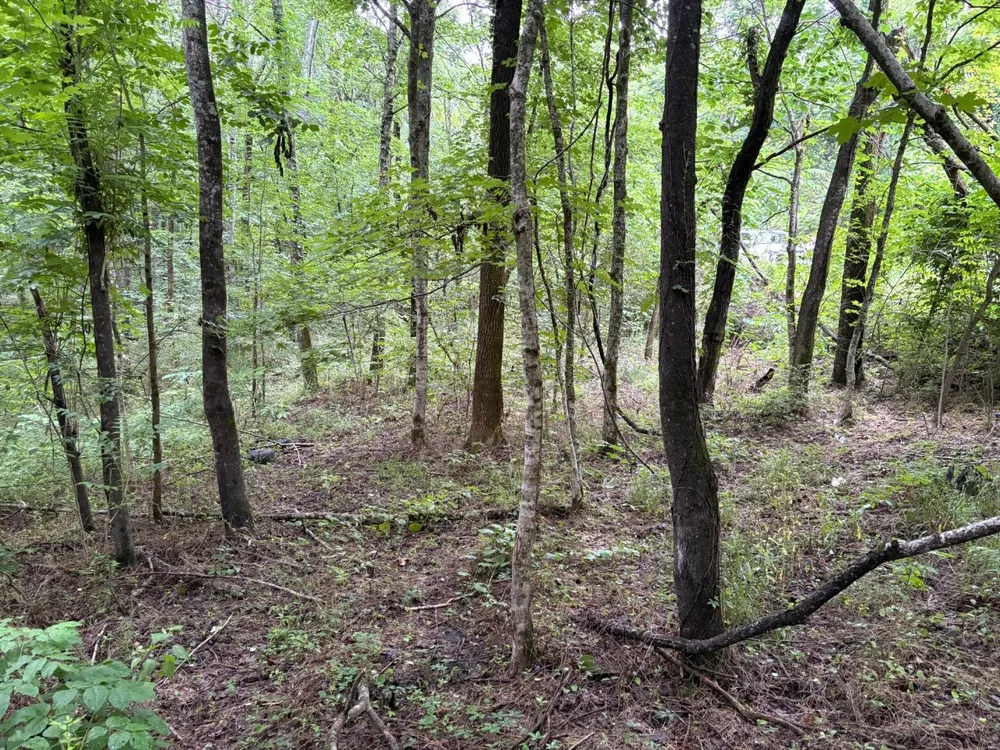 0 Ivy Hollow Rd Mount Pleasant, TN 38474