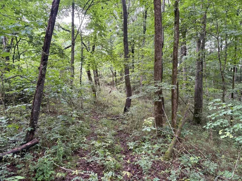 0 Ivy Hollow Rd Mount Pleasant, TN 38474