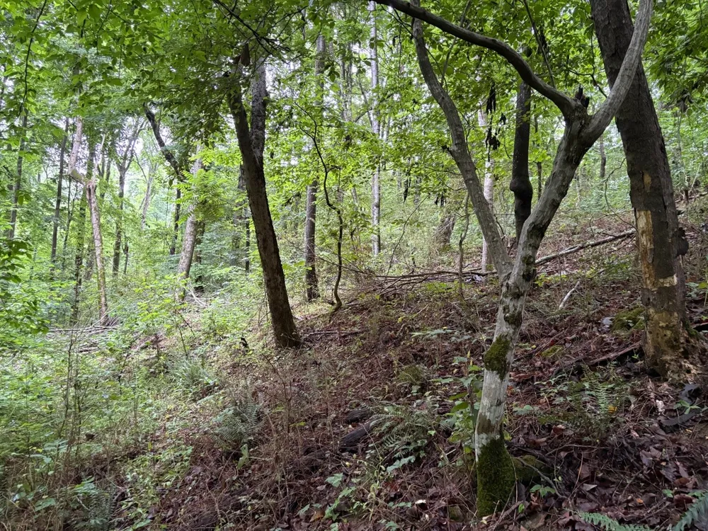 0 Ivy Hollow Rd Mount Pleasant, TN 38474