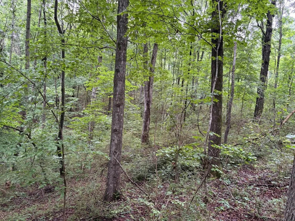 0 Ivy Hollow Rd Mount Pleasant, TN 38474