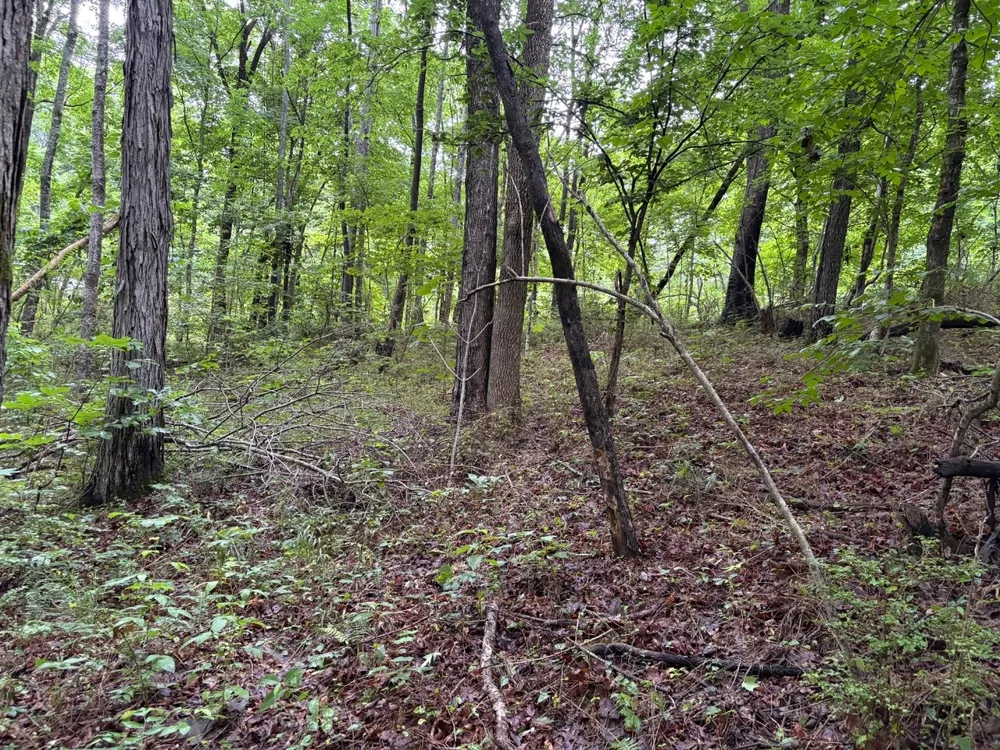 0 Ivy Hollow Rd Mount Pleasant, TN 38474