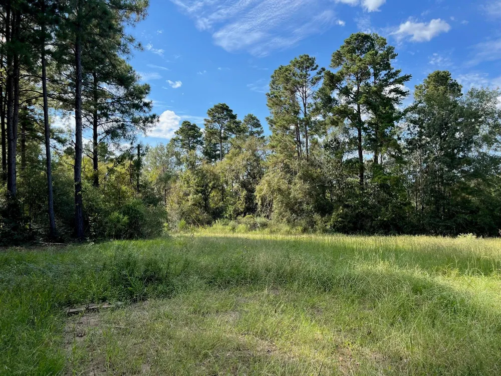 7749 Cr 4200 Pennington, TX 75856