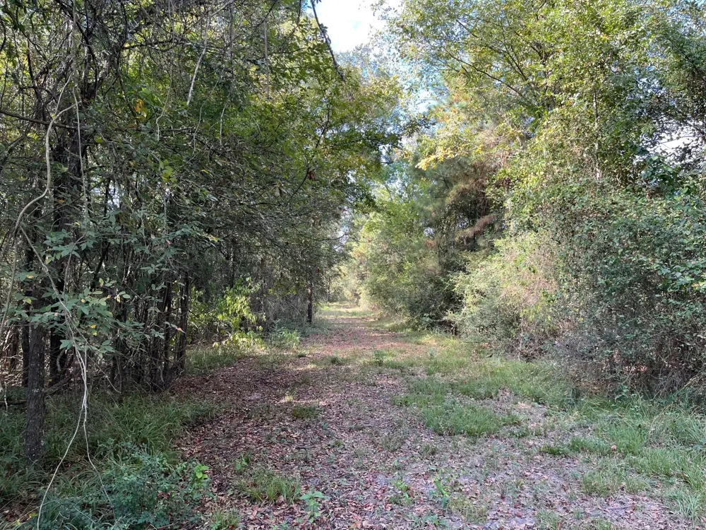 7749 Cr 4200 Pennington, TX 75856