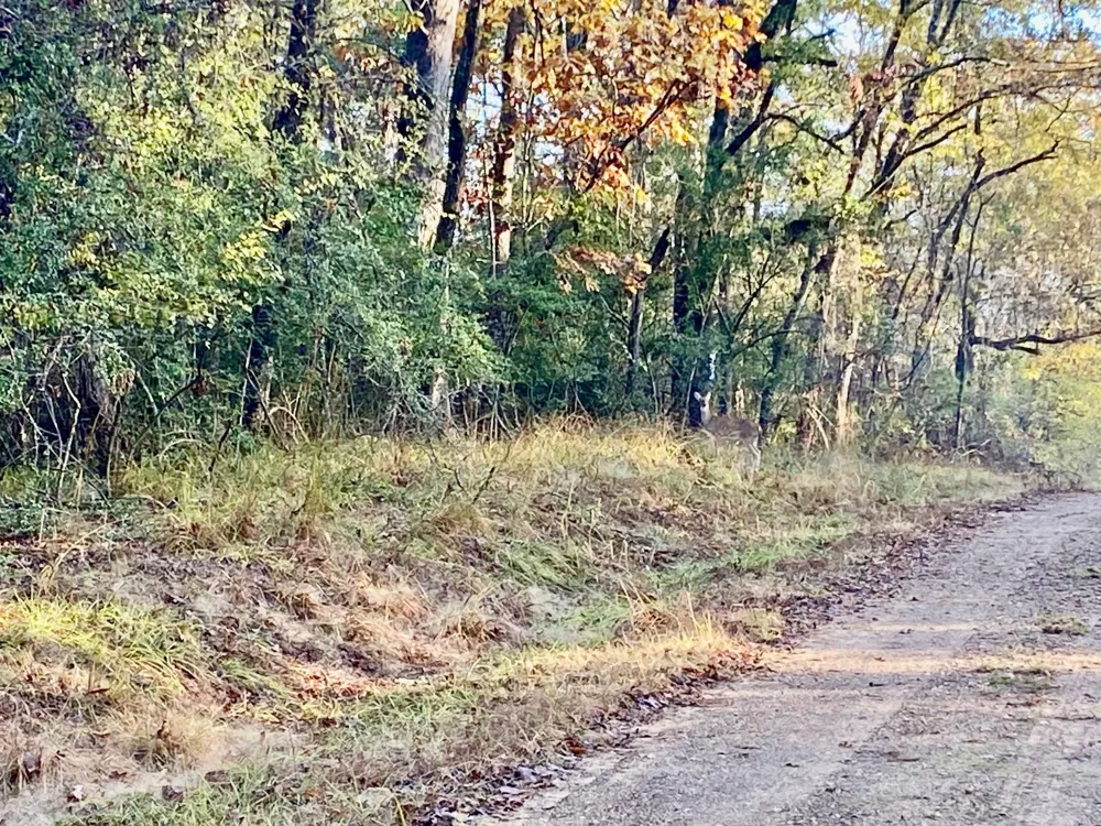 Lakeview Circle Crockett, TX 75835