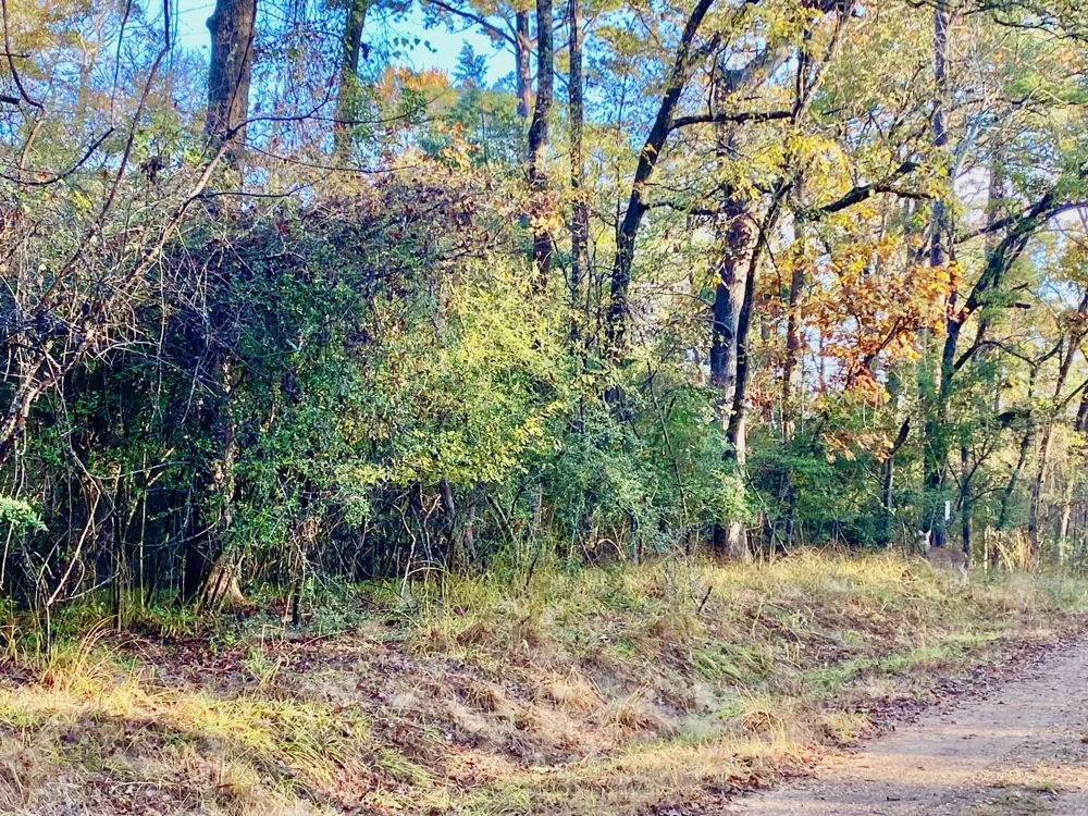 Lakeview Circle Crockett, TX 75835