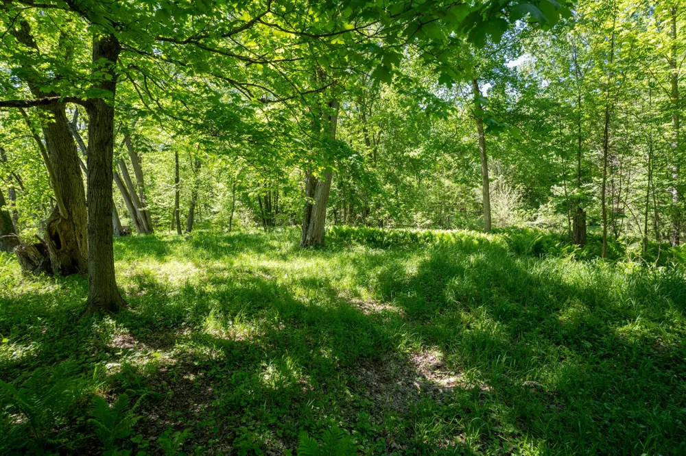 4658 W Fern Glen Ashland Township, MI 49412