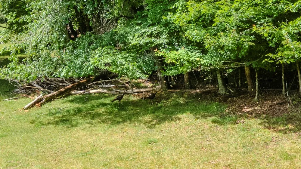 Ned Hill Road Franklin, NC 28734