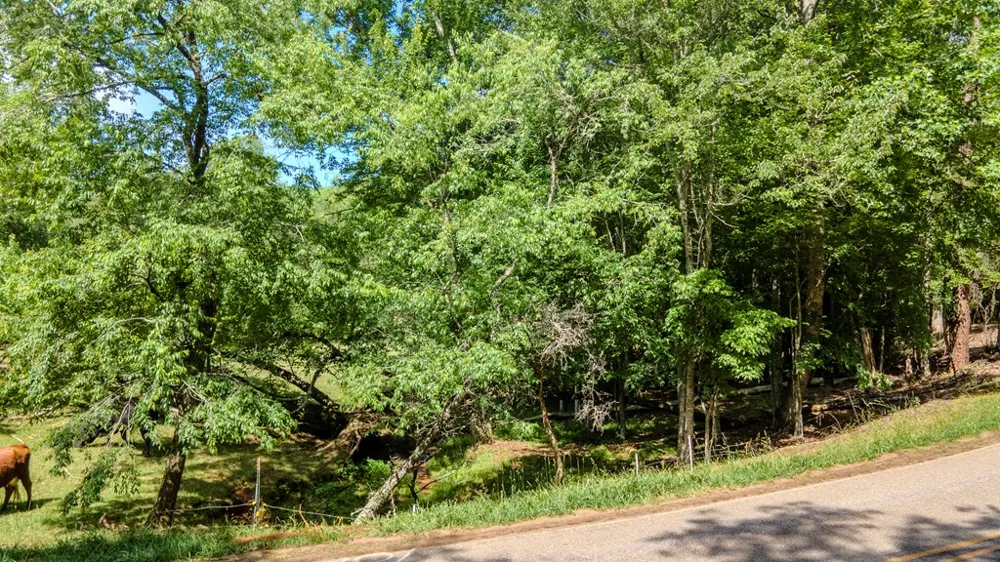 Ned Hill Road Franklin, NC 28734