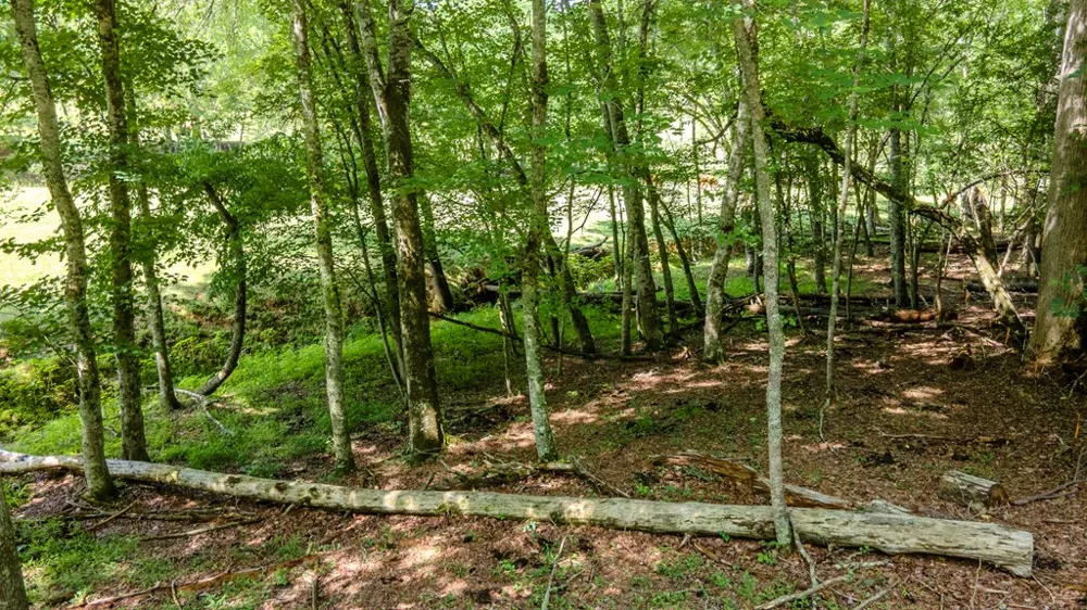 Ned Hill Road Franklin, NC 28734