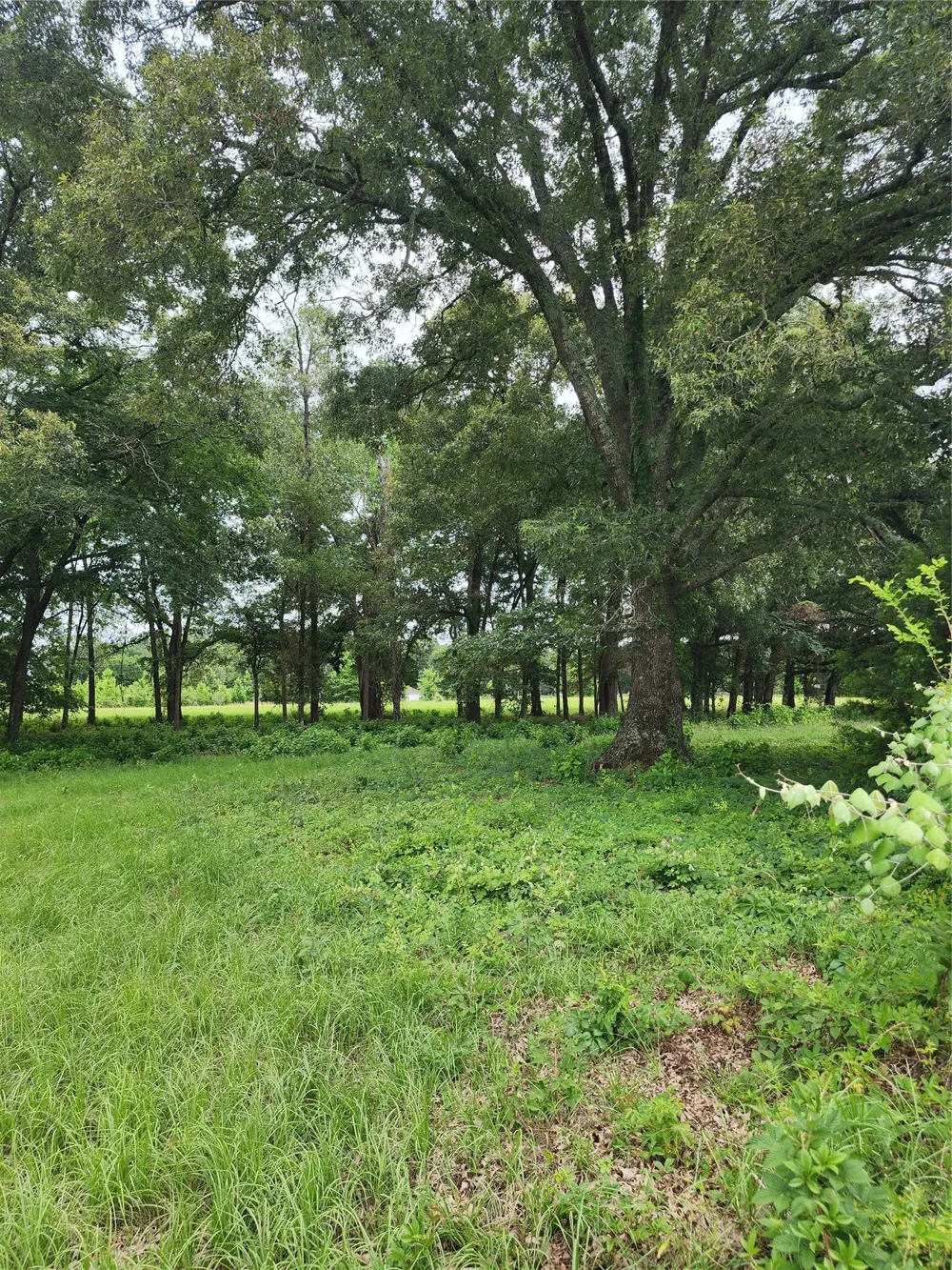 951 County Road 3800 Athens, TX 75752