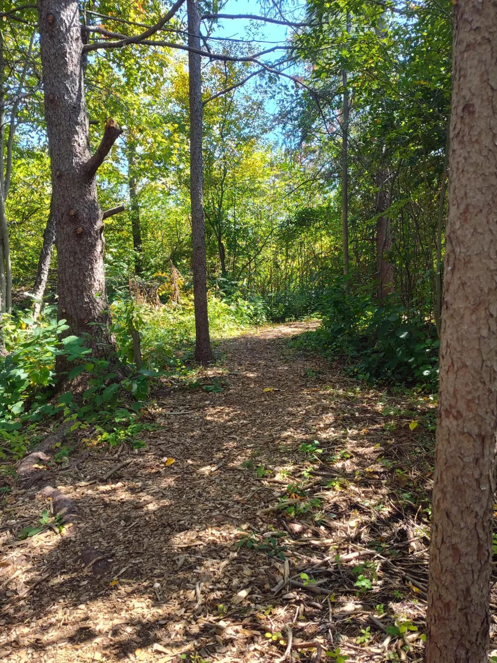 9777 16th Street Cooper Charter Township, MI 49080
