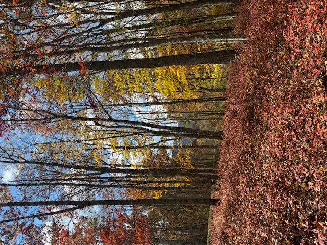 00 Blazing Star Trail Glenville, NC 28736