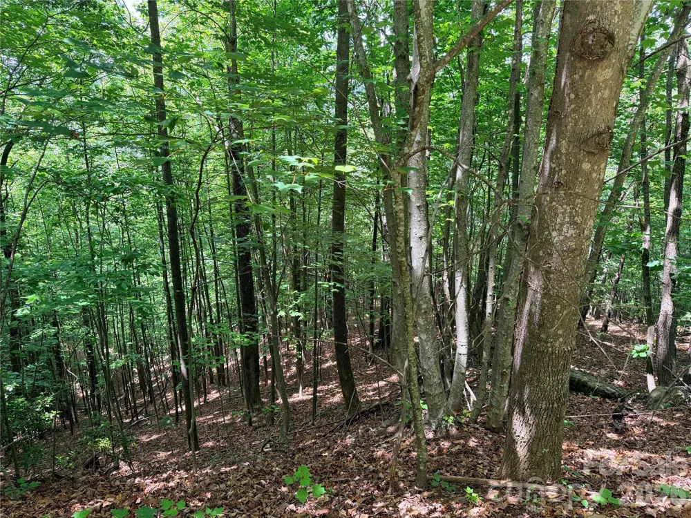 TBD Warren Way #132A Purlear, NC 28665
