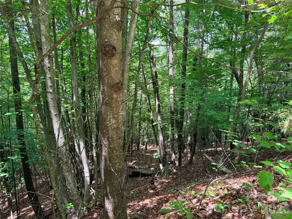 TBD Warren Way #132A Purlear, NC 28665