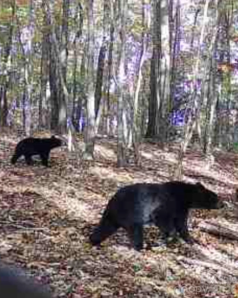 TBD Boone Gap Lane Taylorsville, NC 28681
