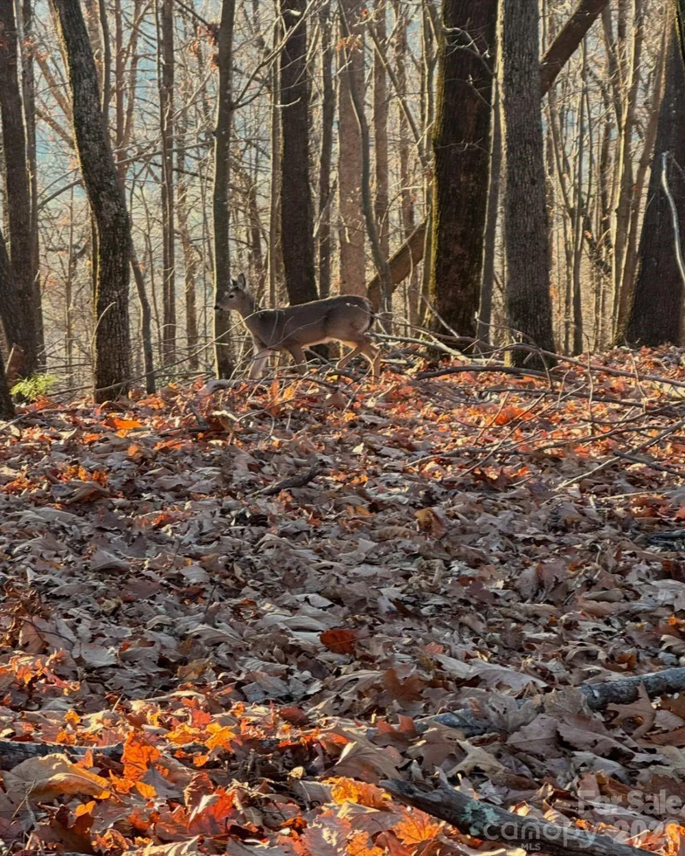 TBD Boone Gap Lane Taylorsville, NC 28681