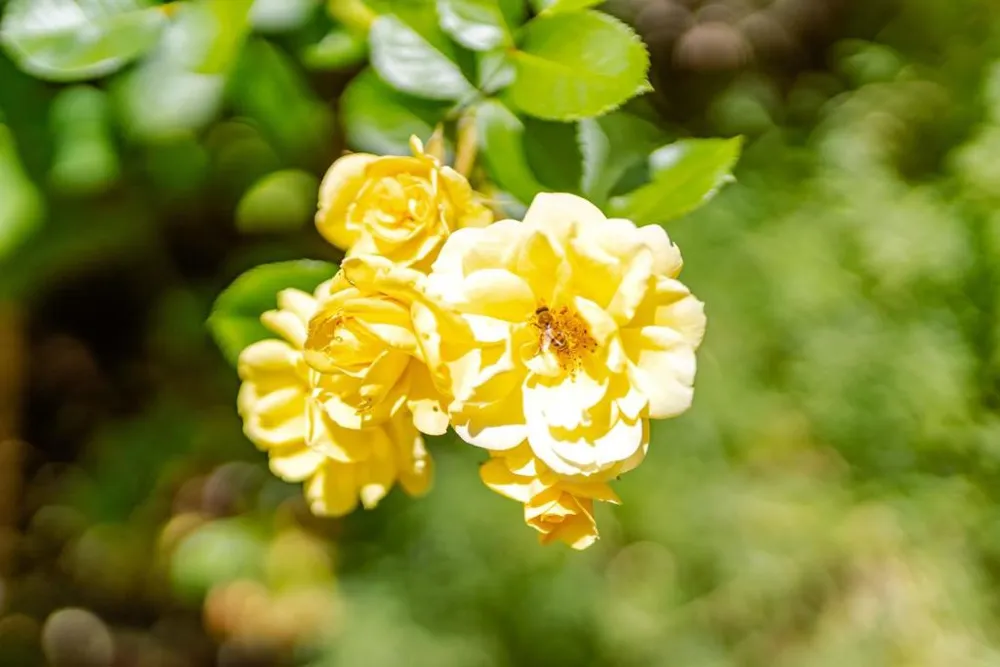 106 Hidden Drive Scotts Valley, CA 95066