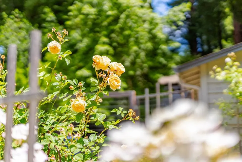 106 Hidden Drive Scotts Valley, CA 95066