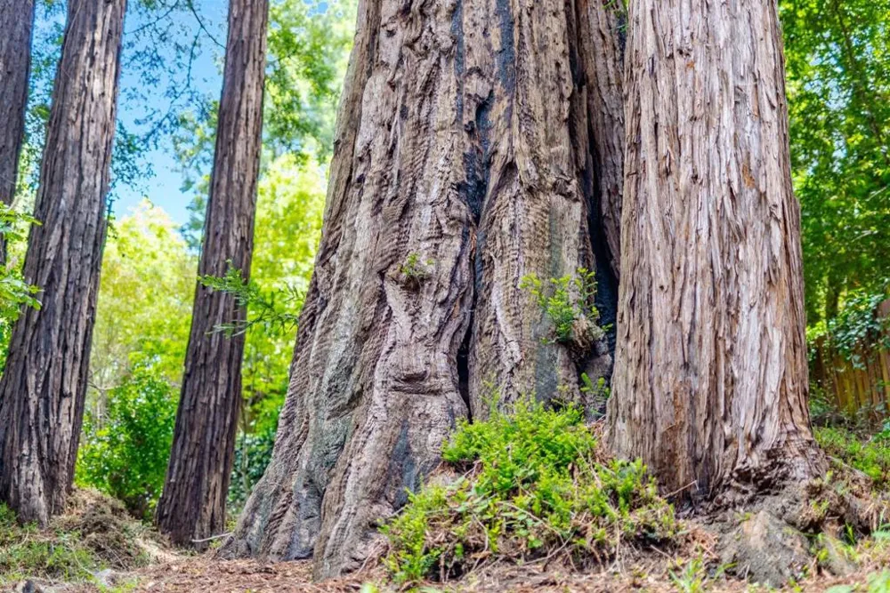 106 Hidden Drive Scotts Valley, CA 95066