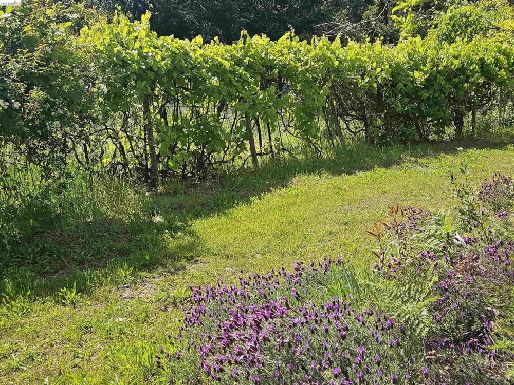 49100 WICKERSHAM ROAD Geyserville, CA 95441