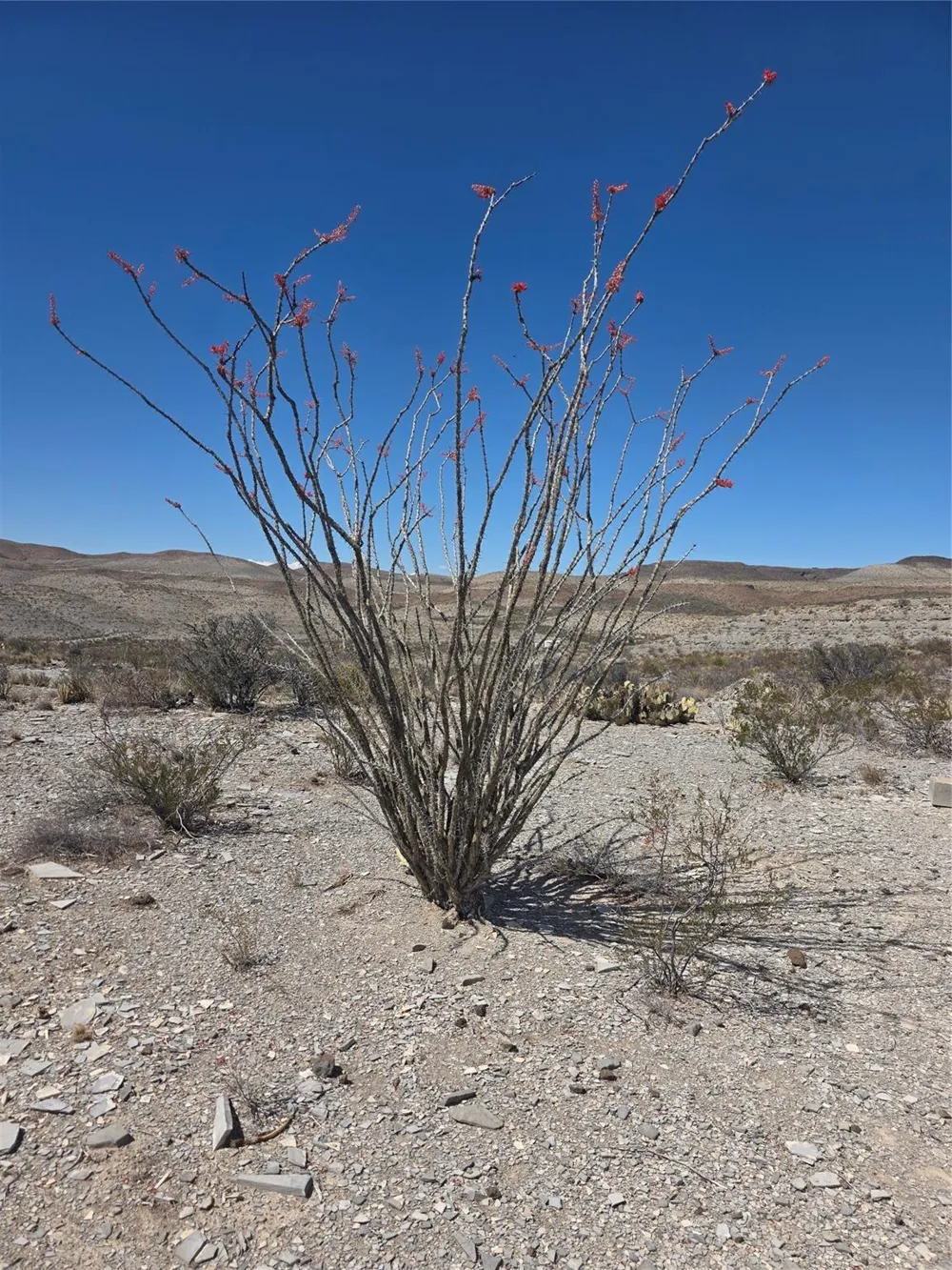 1 Bob Cat Study Butte-Terlingua, TX 78952