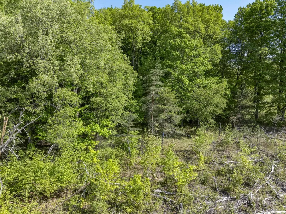 M-37 Springville Township, MI 49668