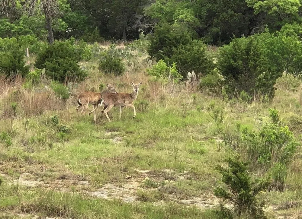 113 Enigma Avenue Spring Branch, TX 78070