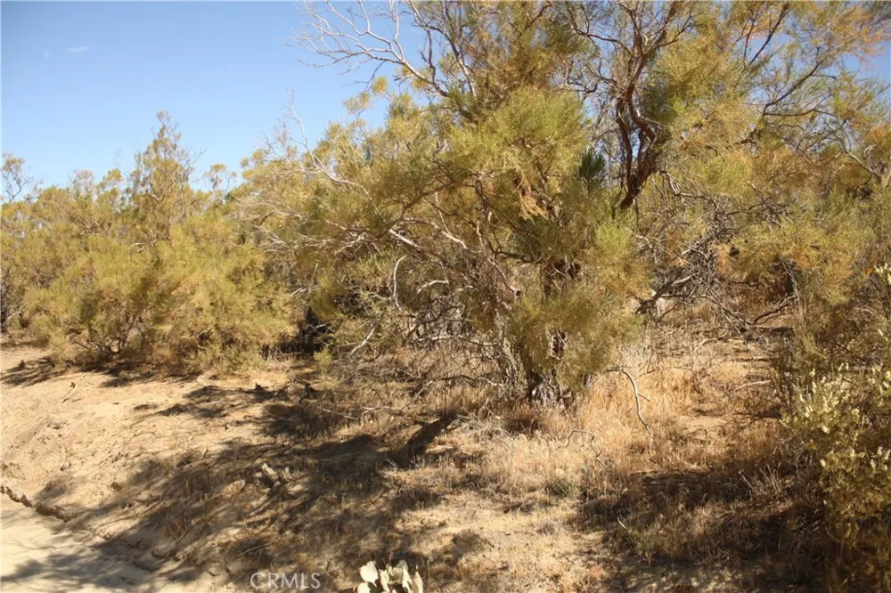 Pony Trail Anza, CA 92539