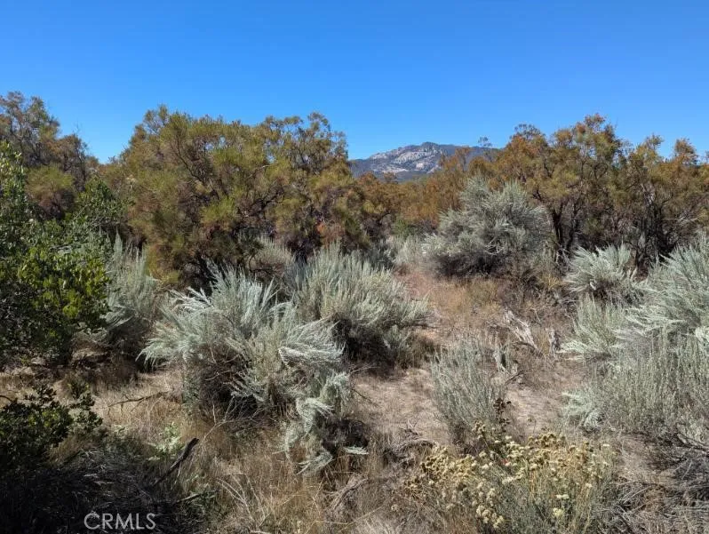 Pony Trail Anza, CA 92539