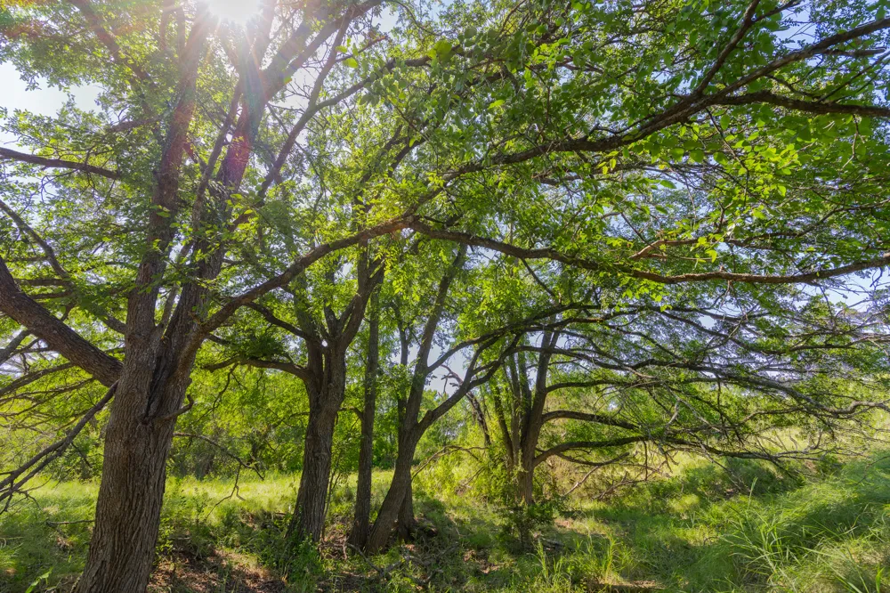 County Road 180 Covered Meadows Ranch Road Purmela, TX 76566