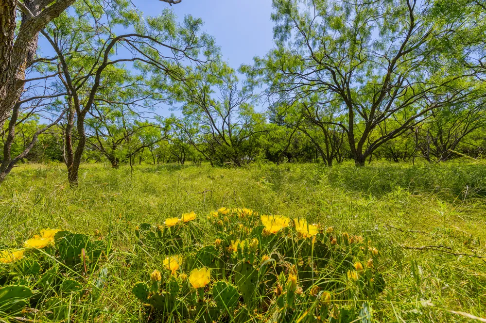 County Road 180 Covered Meadows Ranch Road Purmela, TX 76566