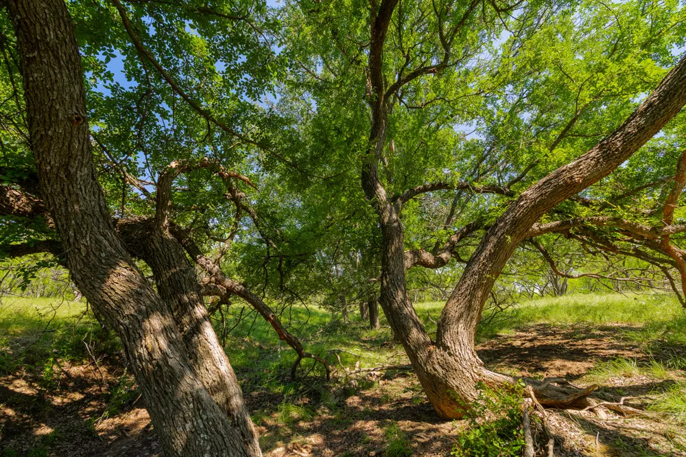 County Road 180 Covered Meadows Ranch Road Purmela, TX 76566