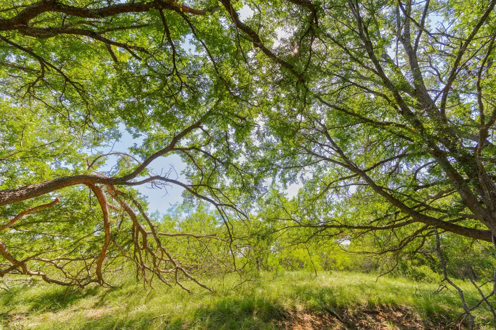 County Road 180 Covered Meadows Ranch Road Purmela, TX 76566