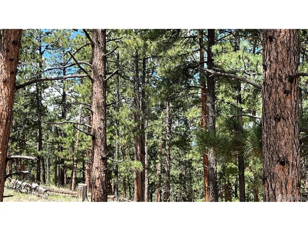 207 Little Bear Drive Westcliffe, CO 81252