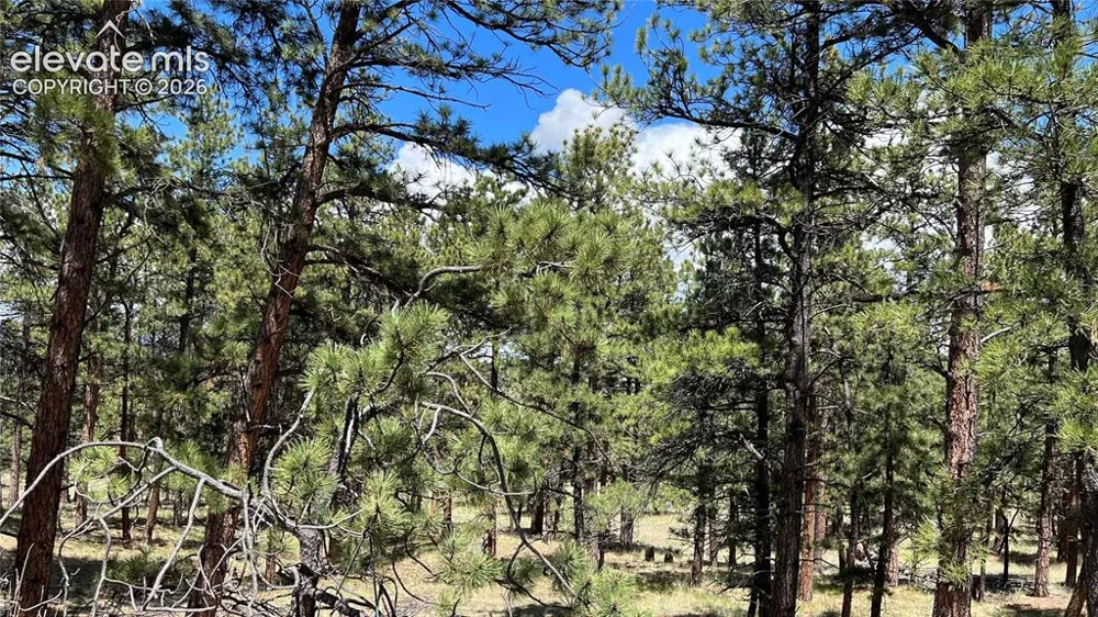 207 Little Bear Drive Westcliffe, CO 81252