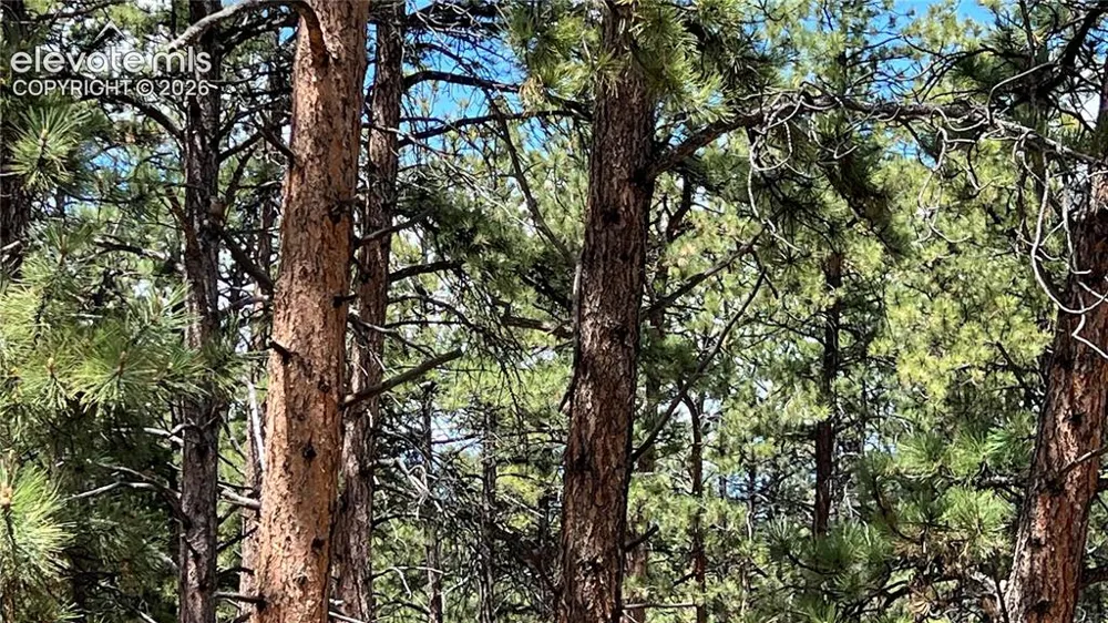 207 Little Bear Drive Westcliffe, CO 81252