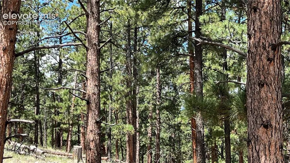 207 Little Bear Drive Westcliffe, CO 81252
