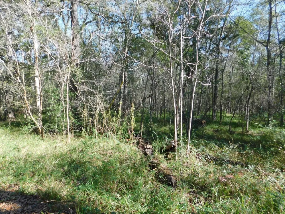 Brazos River Drive Damon, TX 77430