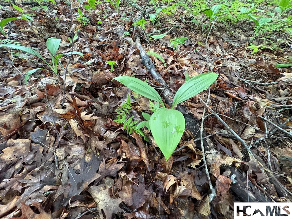 LT 22 Hibernation Place Cullowhee, NC 28723