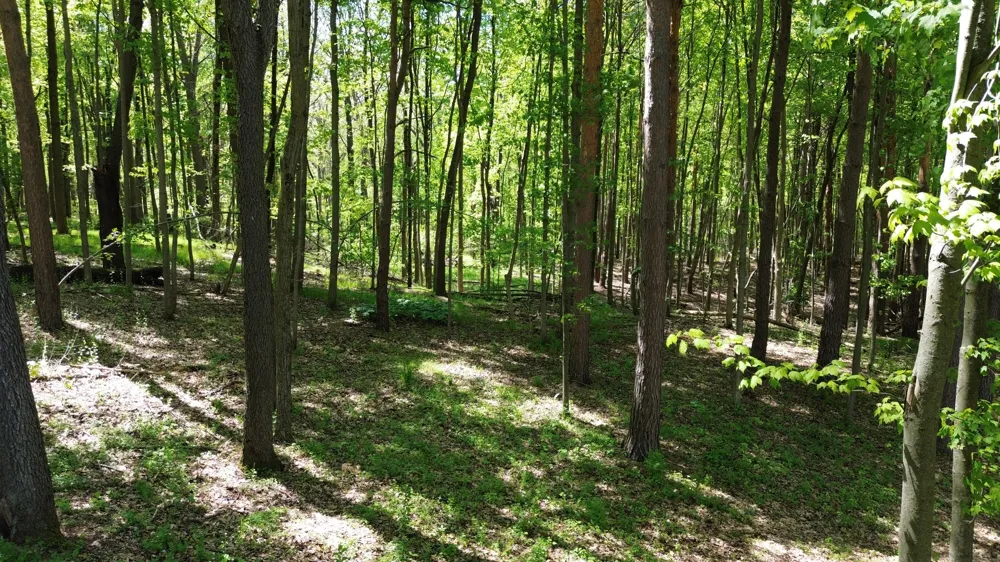 710 Glen Oak Drive Manchester, MI 48158