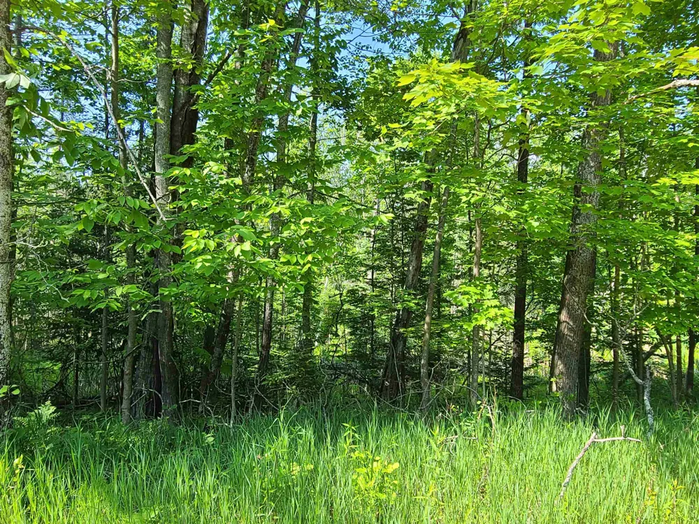 1281 W Trask Lake Road Millen Township, MI 48705